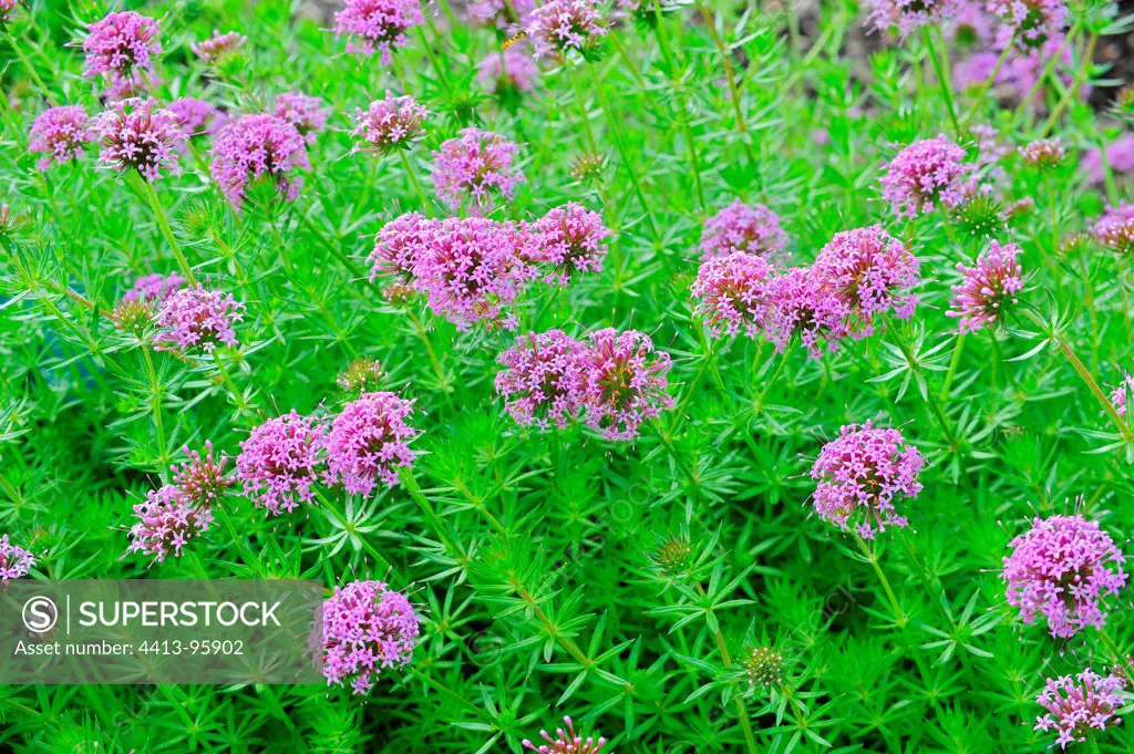 Crosswort in bloom in a garden