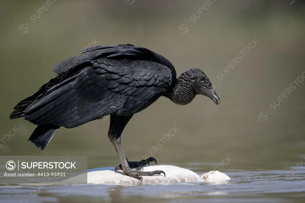 Black vulture on Caiman Brazil
