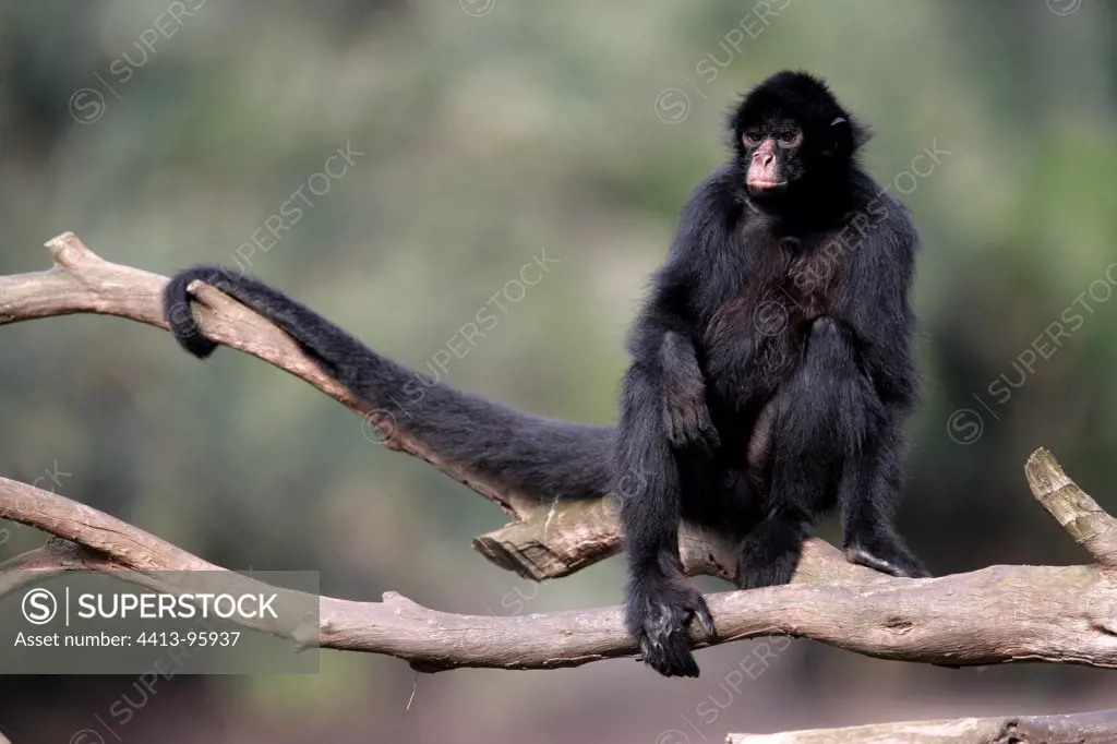 Black-faced Black Spider Monkey Brazil