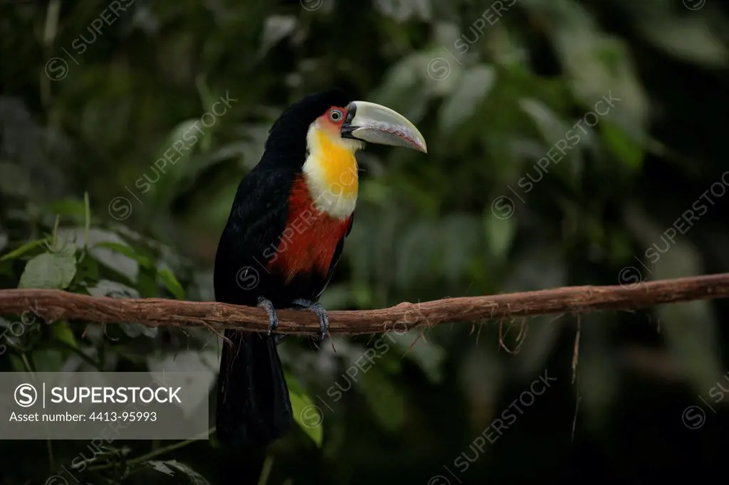 Red-breasted Toucan on a branch Brazil