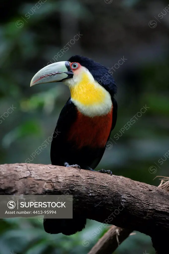 Red-breasted Toucan on a branch Brazil