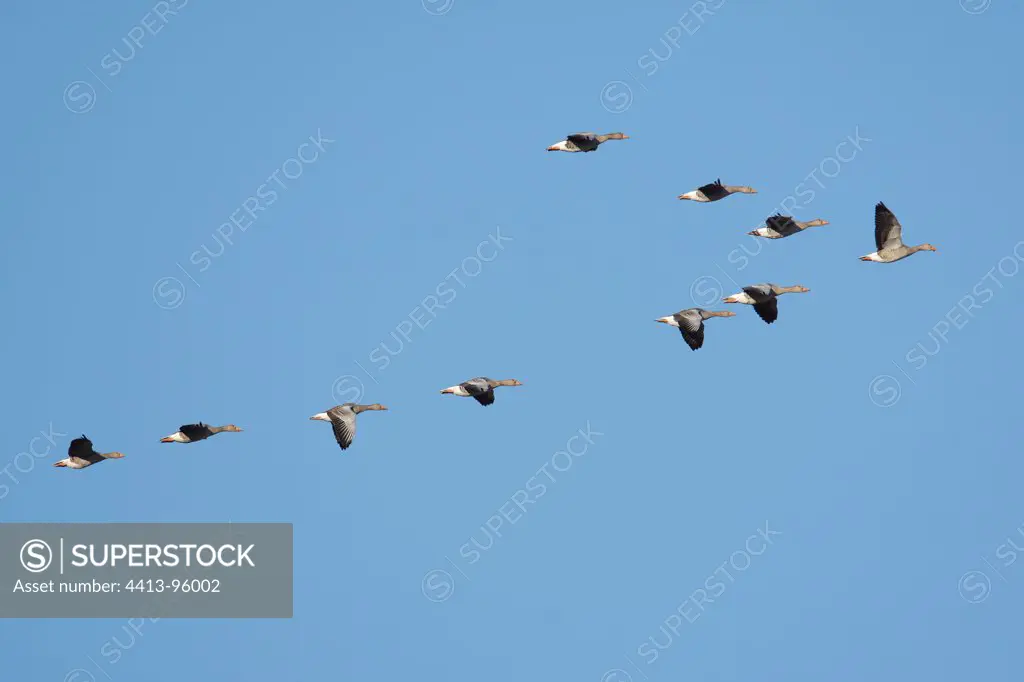 Greylag Geese flying Villafáfila Nature Reserve Spain