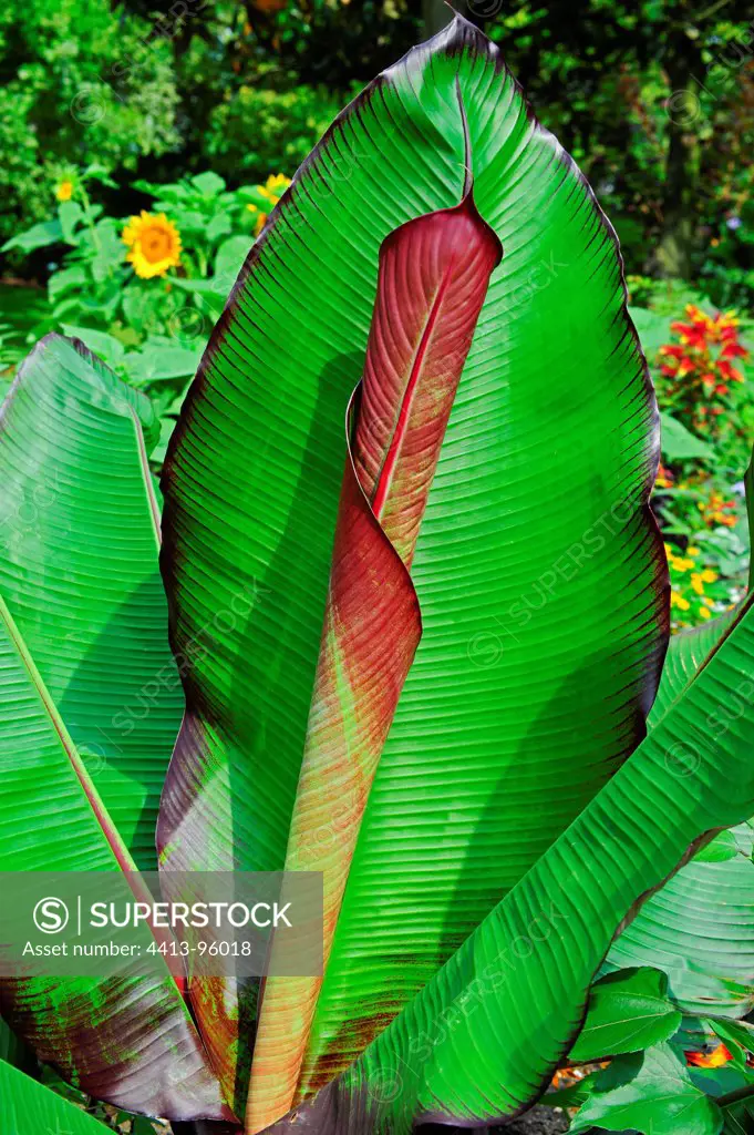 Leaves of banana tree in a garden