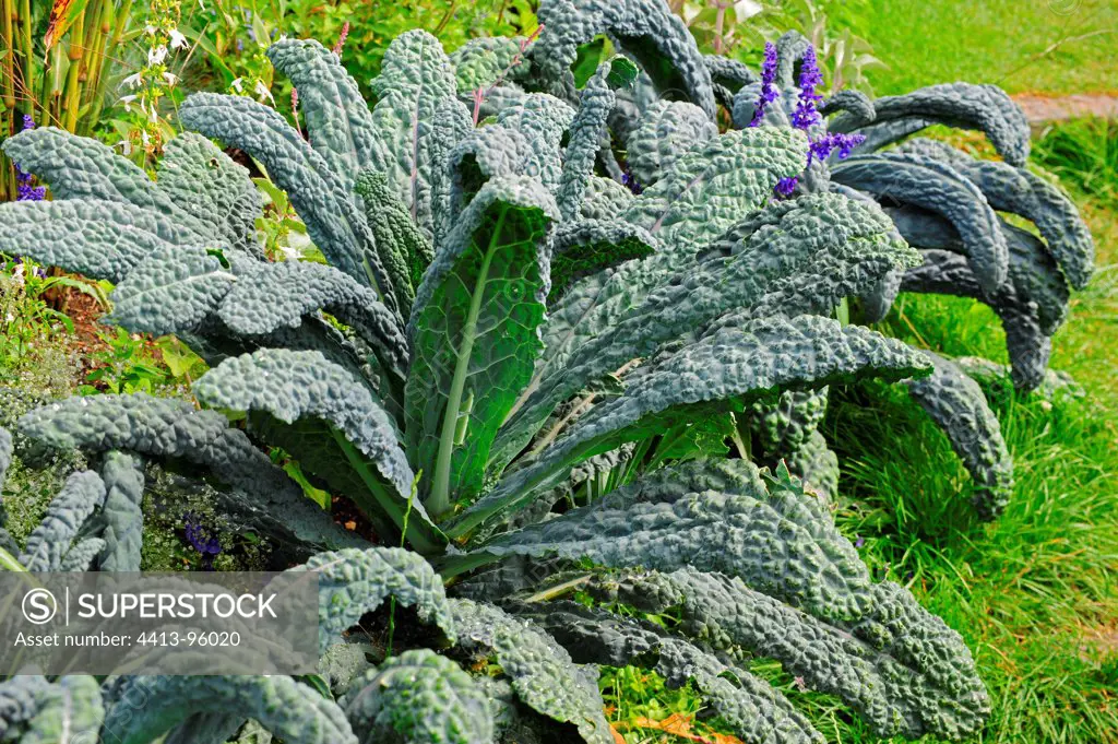 Ornamental cabbage 'Marrow Stem' in a garden