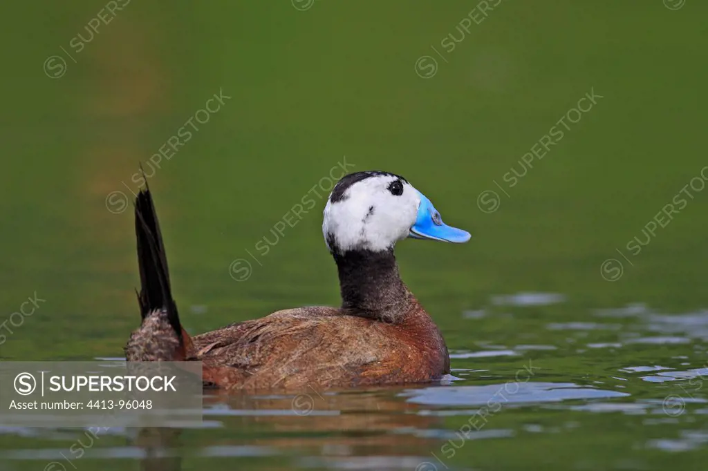 Male ruddy duck on water England