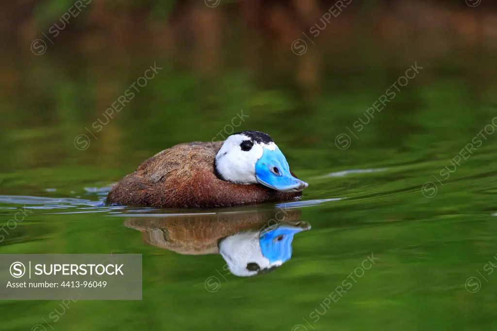 Male ruddy duck on water England