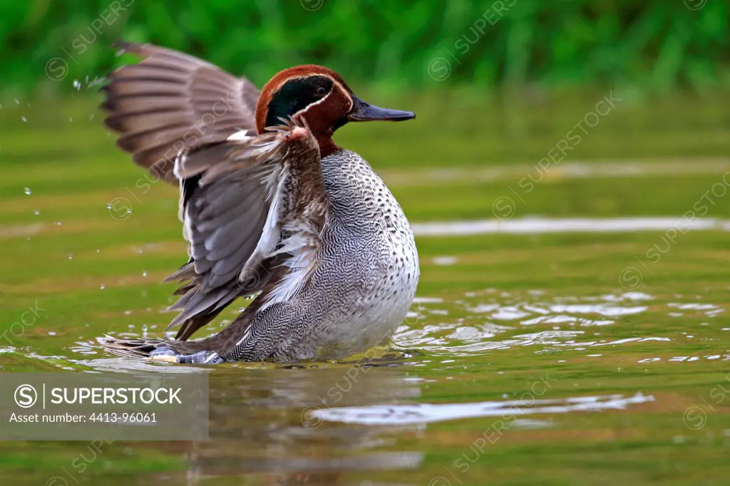 Common Teal faliping wings on water England