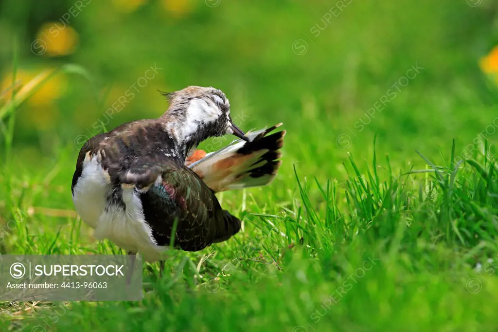Northern Lapwing grooming in grass England