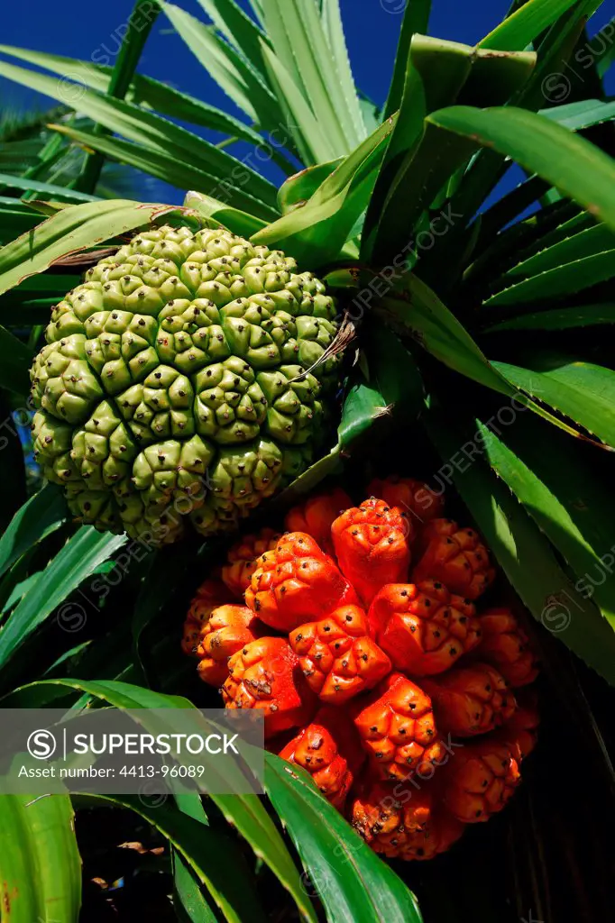 Green and ripe fruits of Vaquois in the Maldives