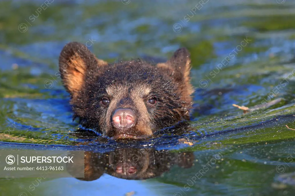 Young Black Bear 4 months swimming Minnesota USA