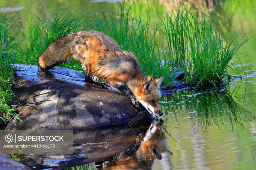 Red Fox on rock at the edge of water Minnesota USA