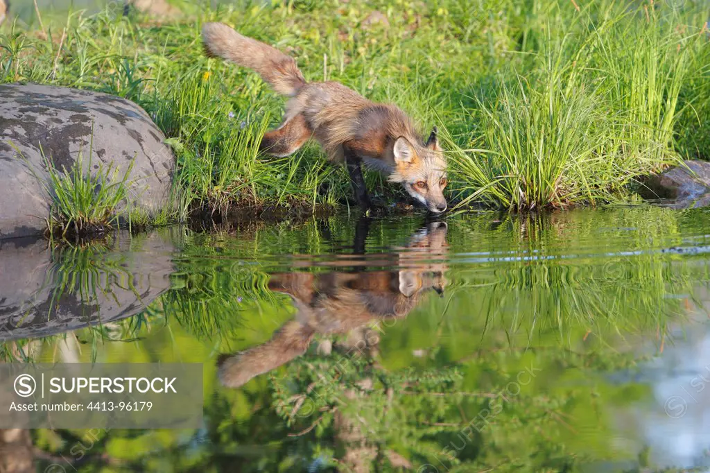 Red Fox at the edge of water Minnesota USA