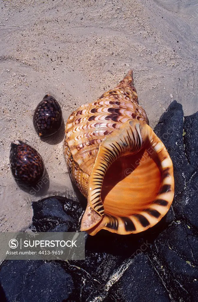 Cowrie and Triton shells on sand