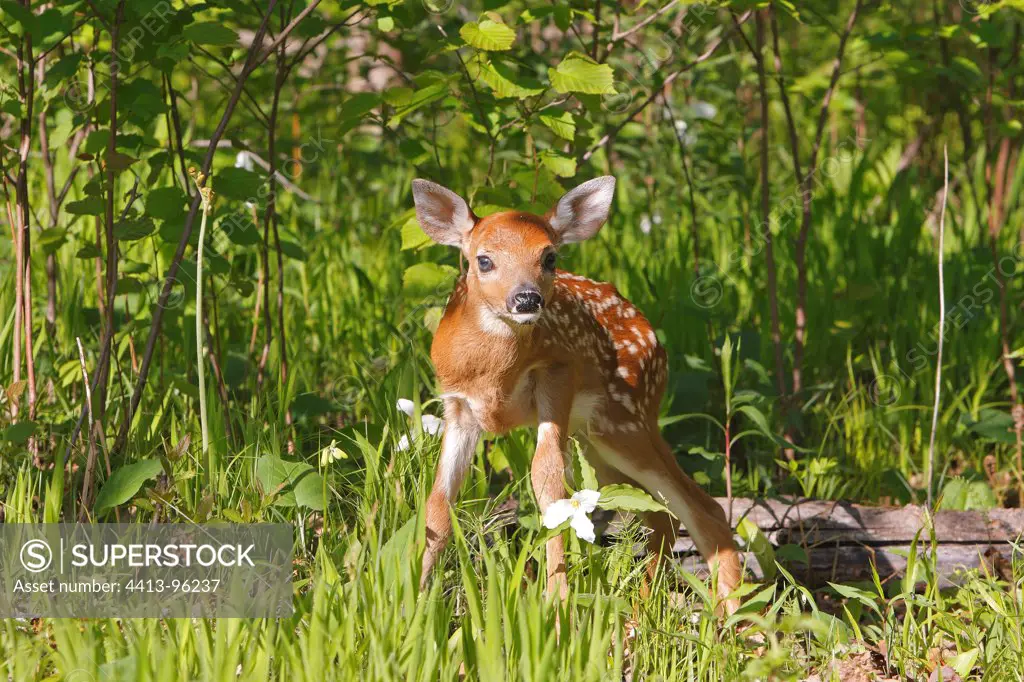 Young White-tailed deer standing in the grass Minnesota USA