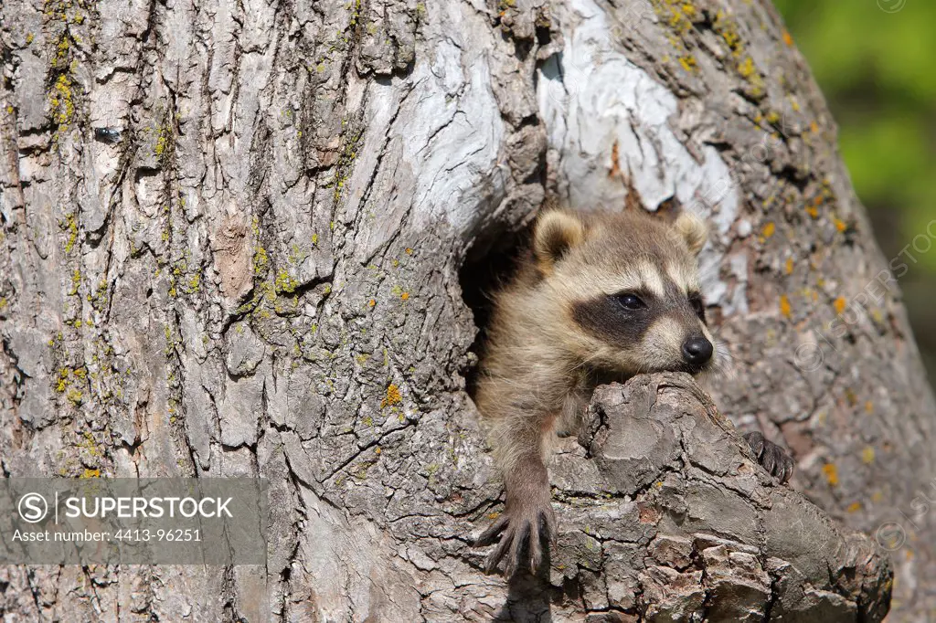 Young Raccon in an old trunk Minnesota USA