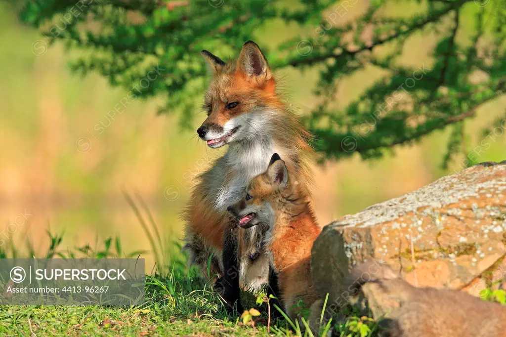 Red Fox and young on bank Minnesota USA