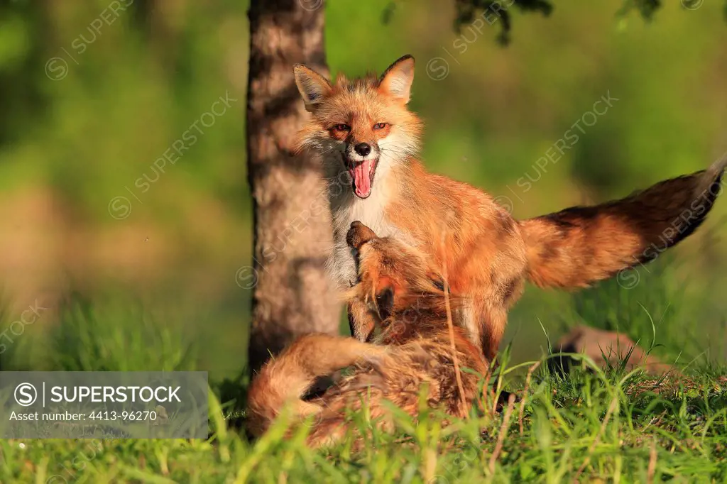 Red Foxes playing on bank Minnesota USA