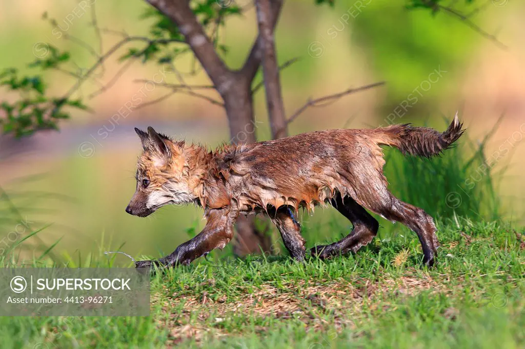 Young wet Red Fox on bank Minnesota USA