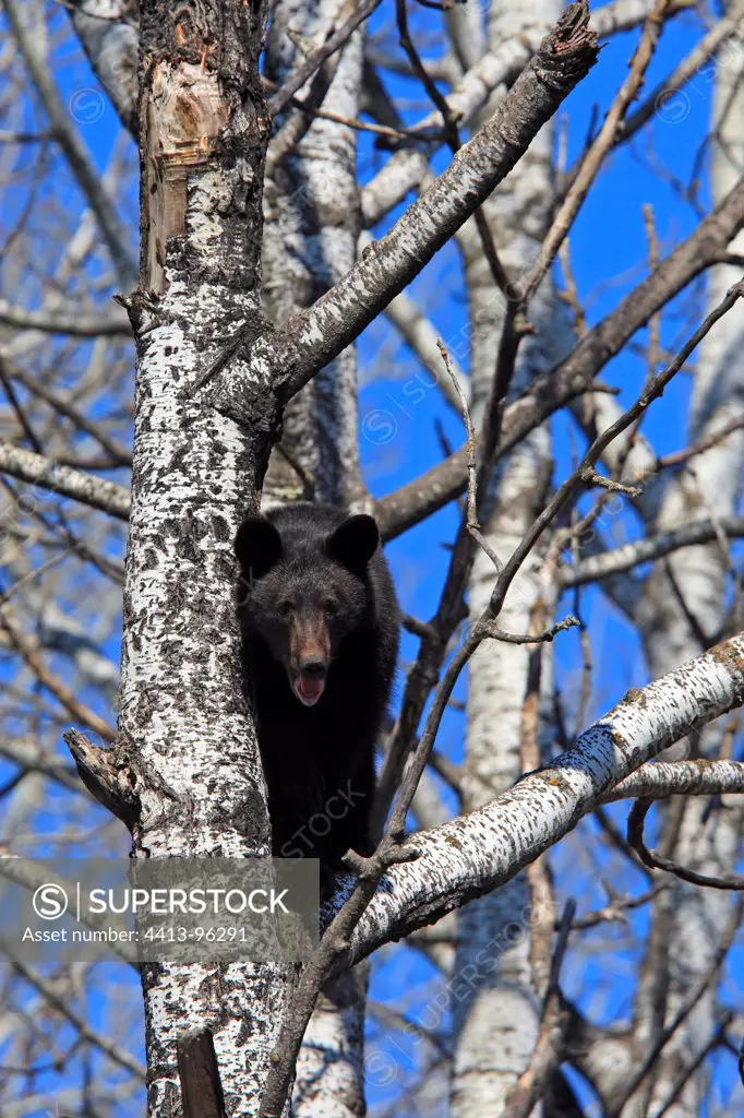 Young Black Bear 1 year and a half old climbing a tree USA