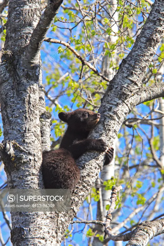 Black Bear 4 months old cub climbing a tree to be secure