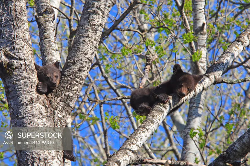 Black Bears 4 months old cubs climbing a tree to be secure