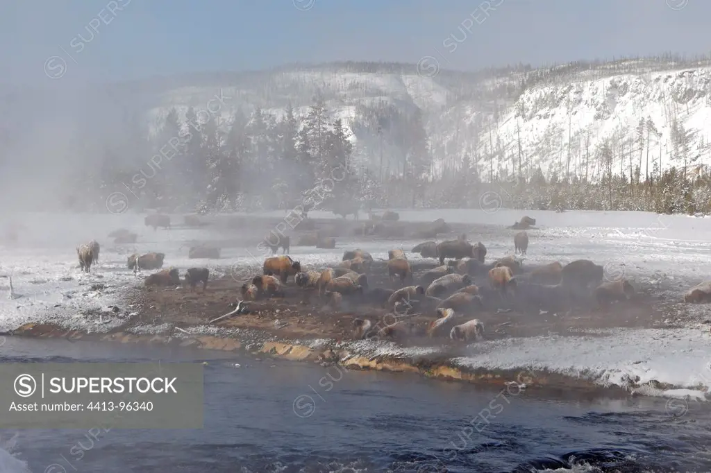 American Bisons and hot spring in winter Yellowstone USA