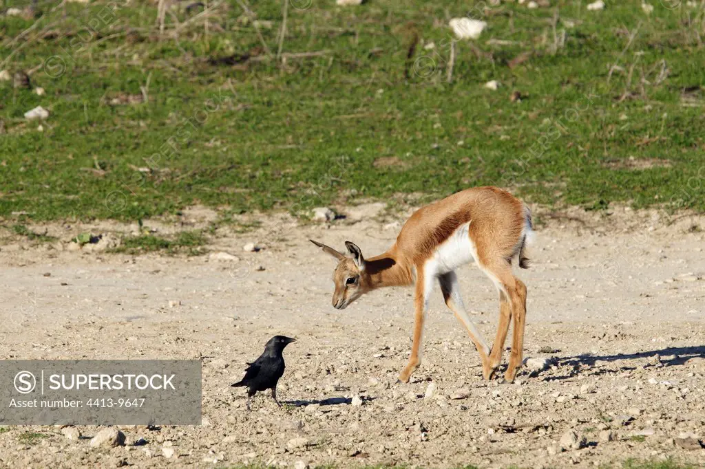 Young Springbok discovering a bird