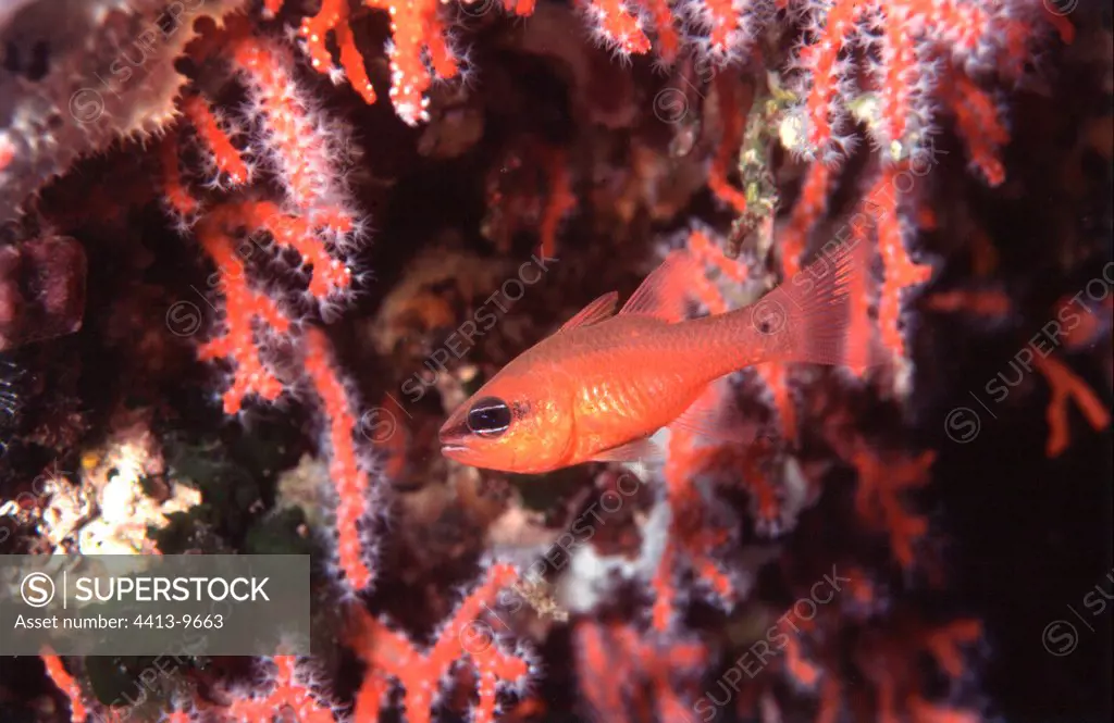 Cardinal Fish swimming