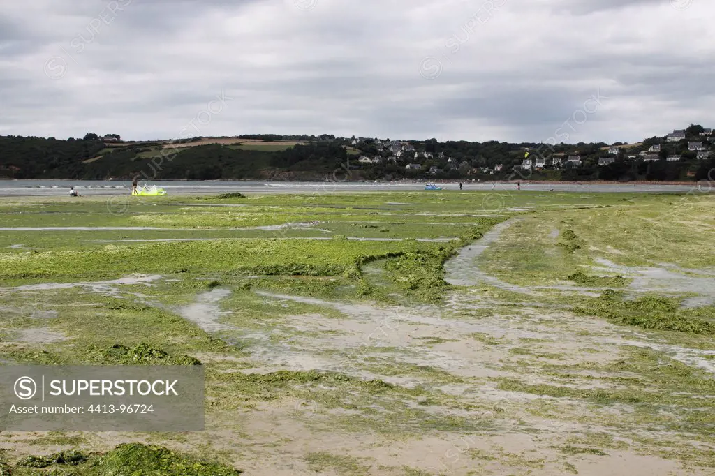 Green algae in the bay of Saint-Brieuc Côtes-d'Armor