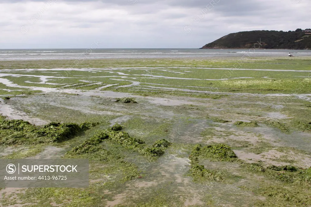 Green algae in the bay of Saint-Brieuc Côtes-d'Armor