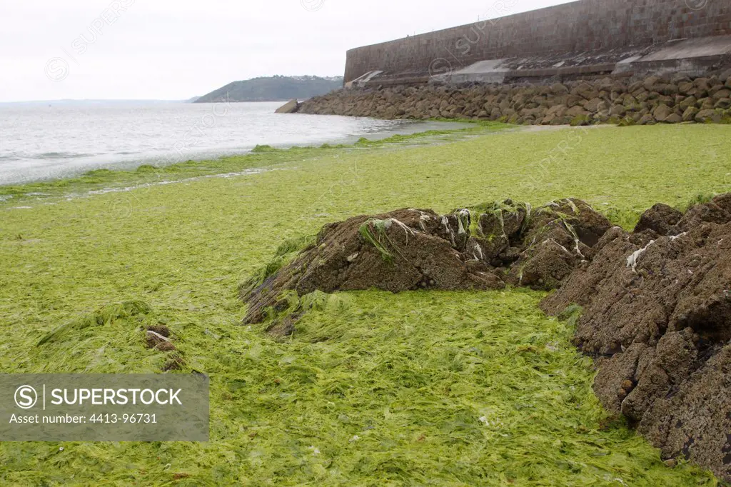 Green algae in the bay of Saint-Brieuc France