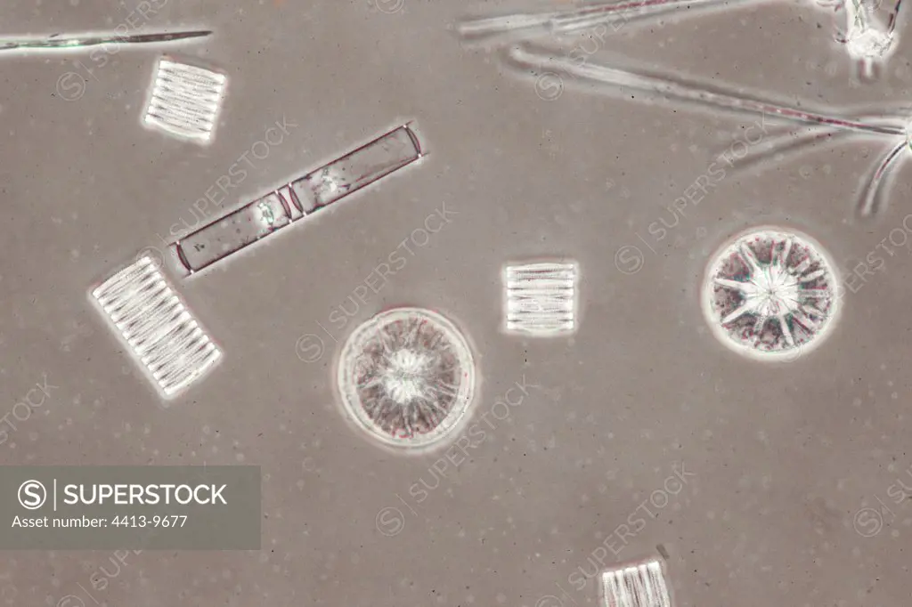 Diatoms seen under the optical microscope