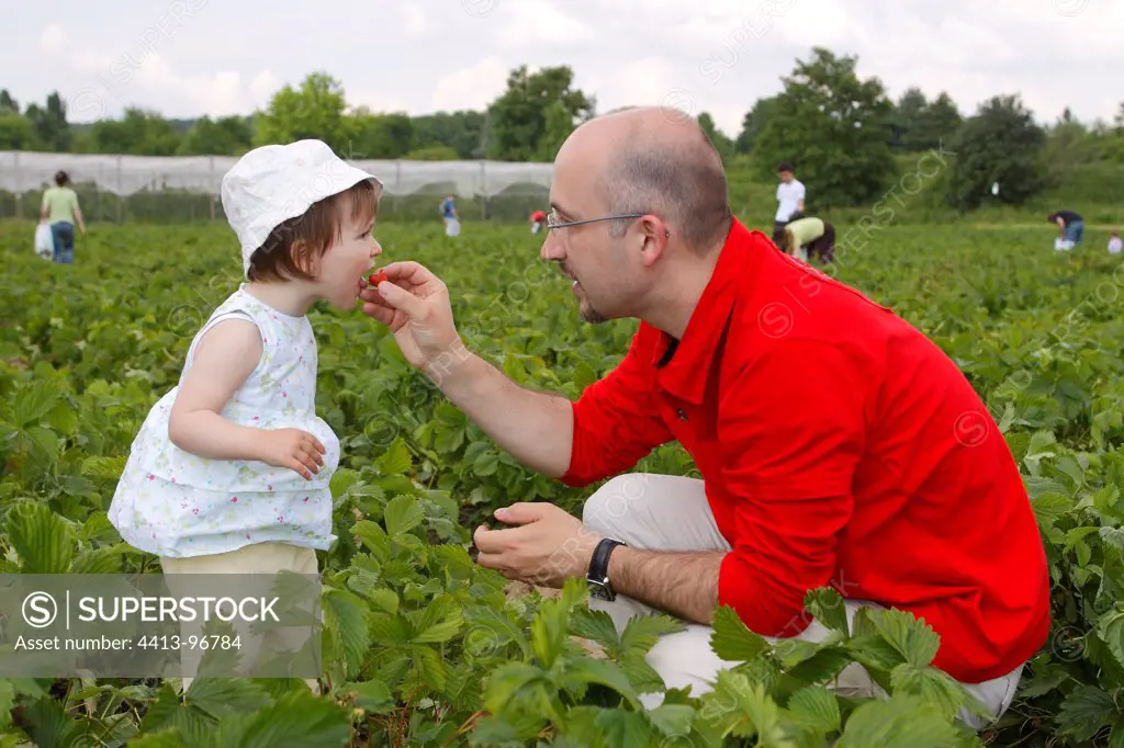 Girl two years picking strawberries with her fatherYvelines