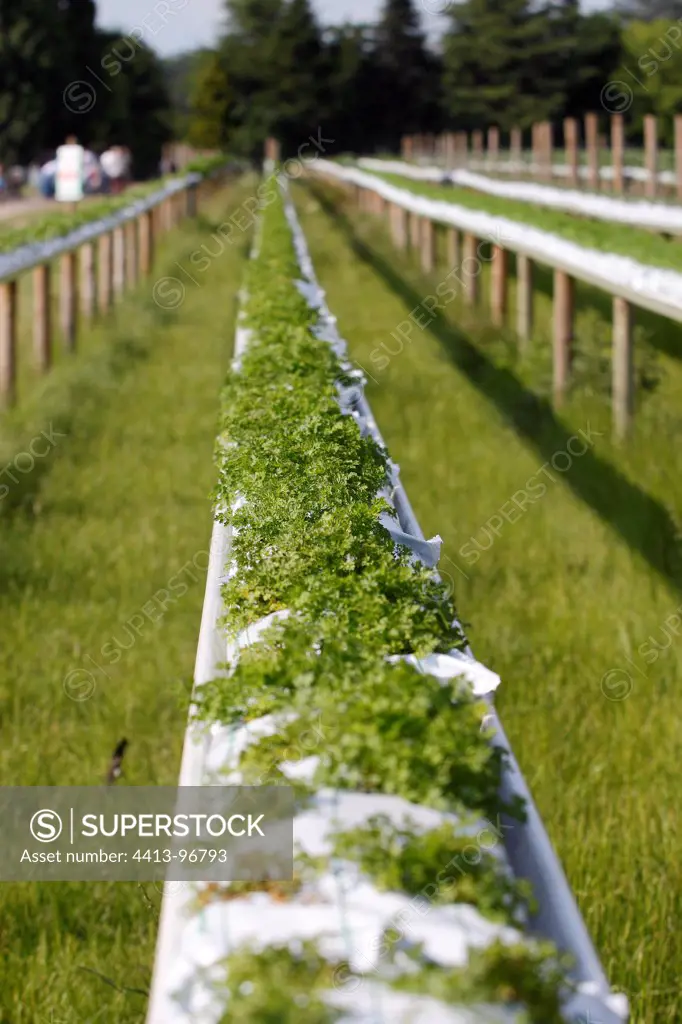 Soilless cultivation of parsley on flat substrate in a farm