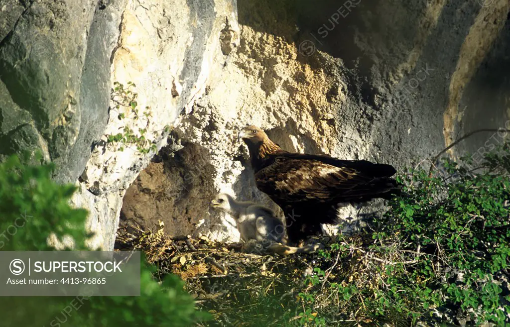 Golden eagle feeding its young in the nest French Alps
