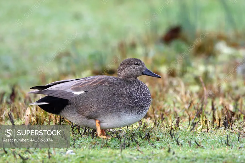 Drake Gadwall standing on the ground GB