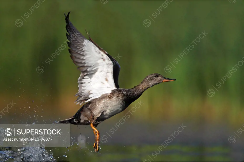Drake Gadwall taking off from water GB
