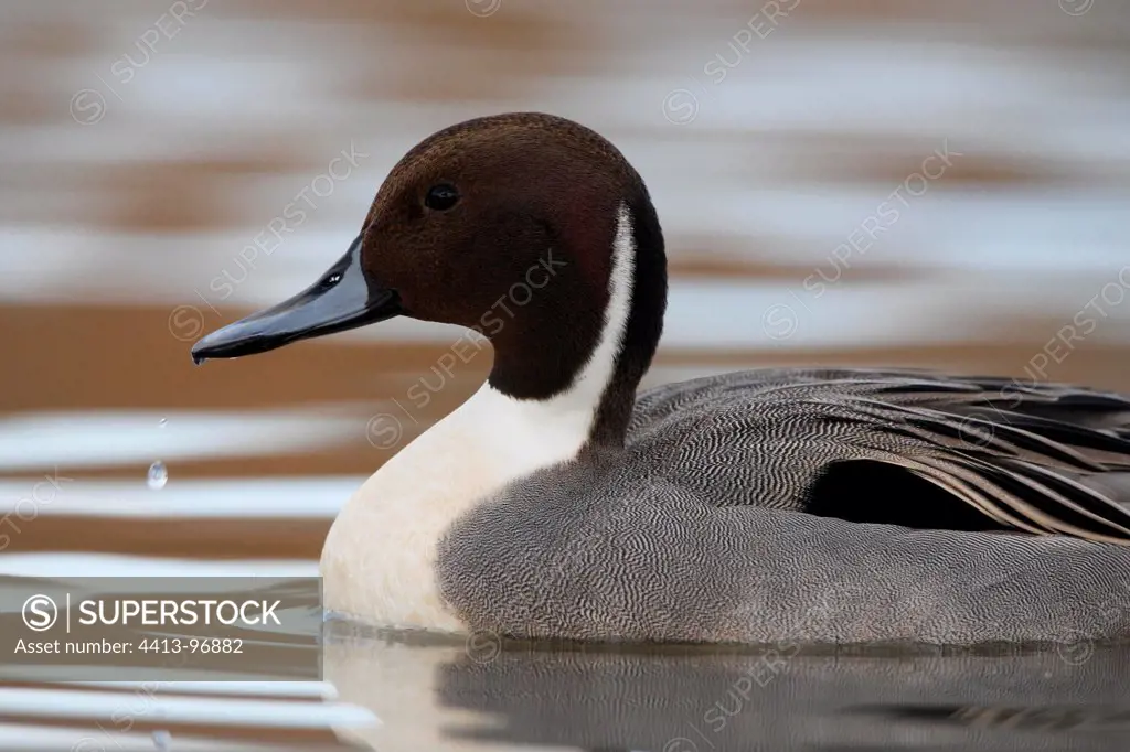 Male Northern Pintail swimming on a lake in winter GB