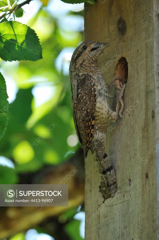 Wryneck entering his shelter with ants in his beak