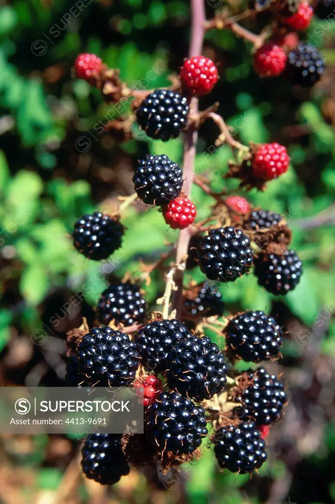 Wild Blackberries France