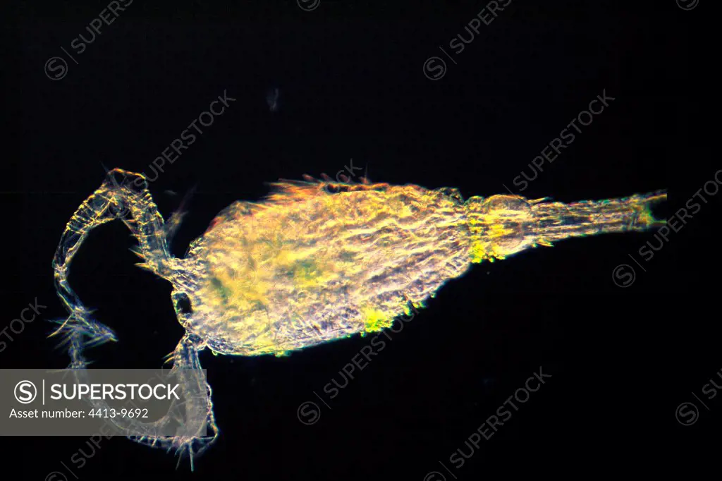 Cyclop copepod under the optical microscope