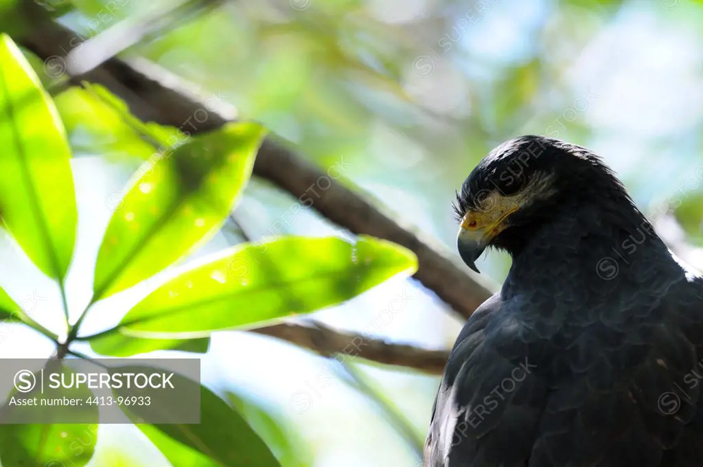 Mangrove black-hawk Juan Venado Island NR