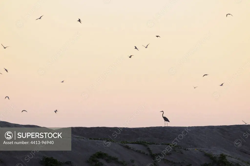Solitary heron and sea birds at dusk Nicaragua