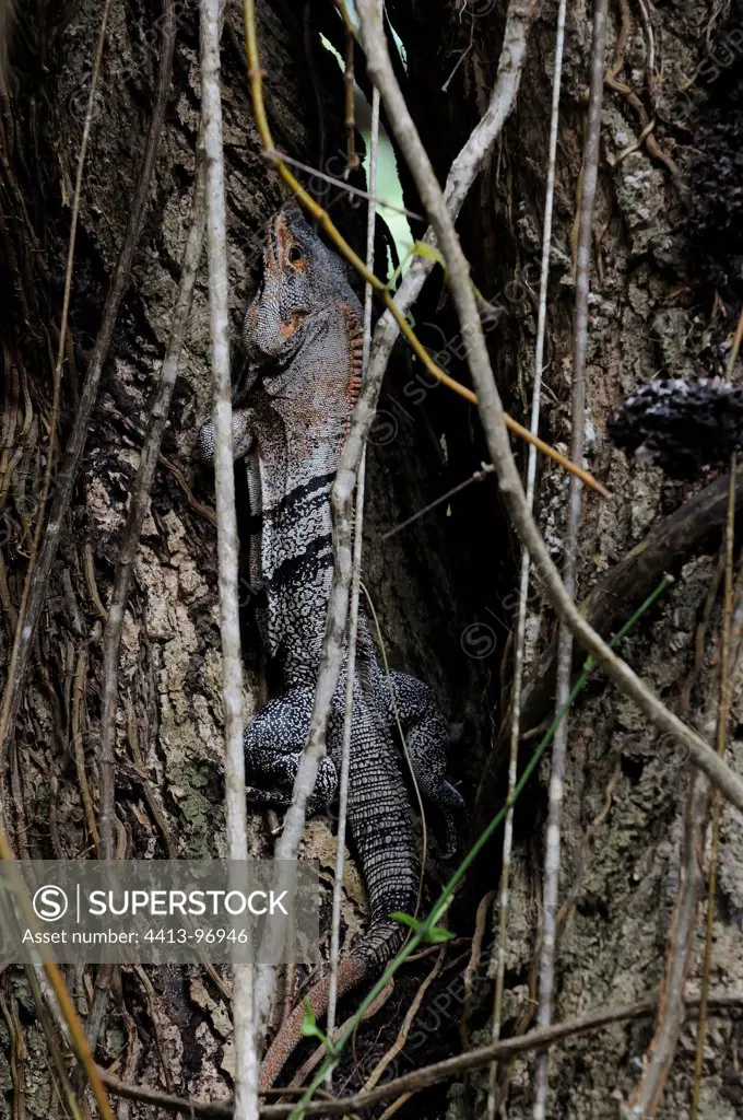 Black Spiny-tailed Iguana in the trunk of a tree Nicaragua