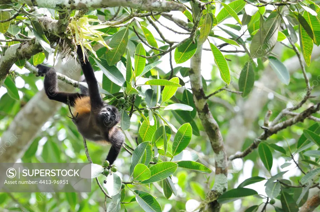 Mantled Howler Monkey in search of food Nicaragua