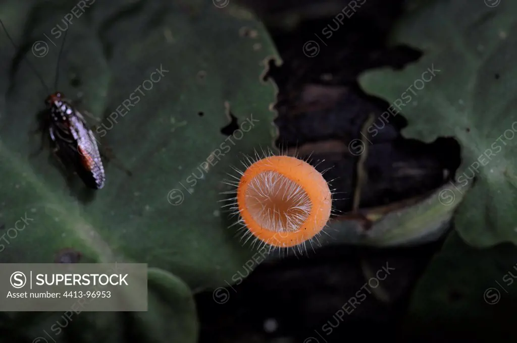 Fungus in rainforest in Nicaragua