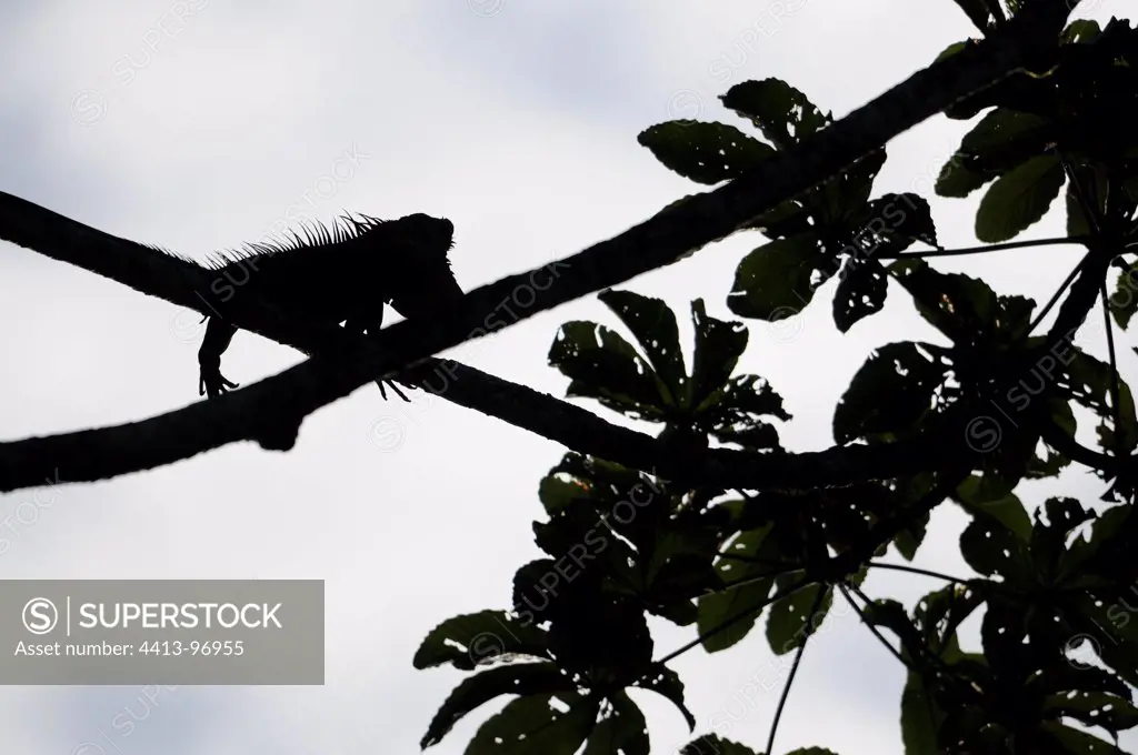 Common iguana perched on a branch Nicaragua
