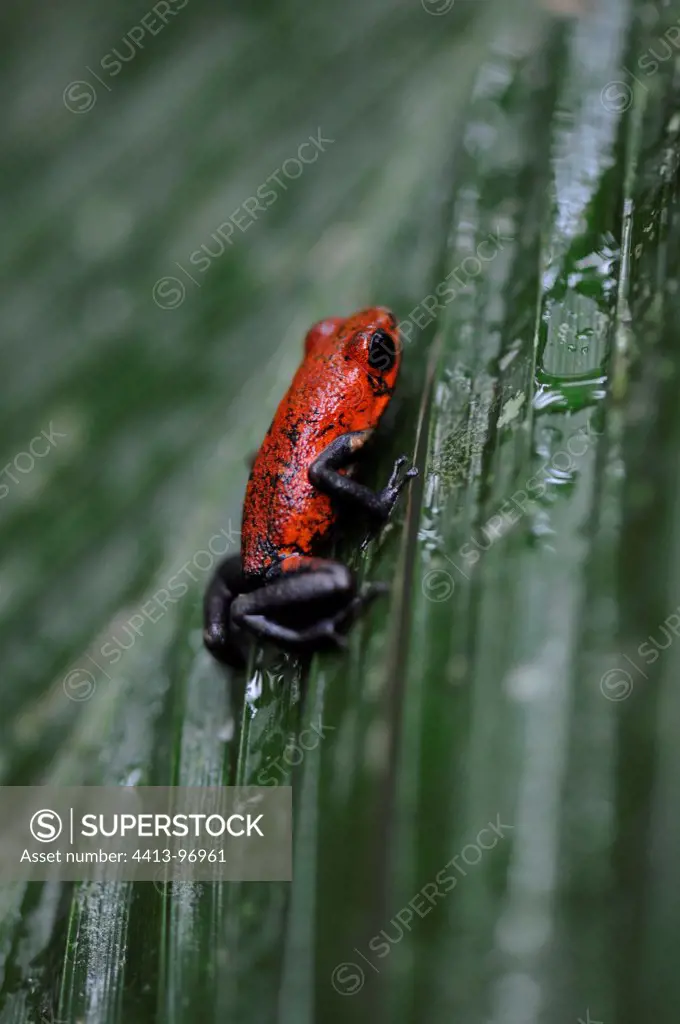 Strawberry Poison Frog BR Indio Maiz Nicaragua