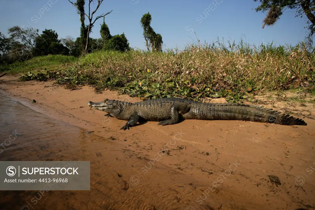 Spectacled Caiman at the edge of water Brazil