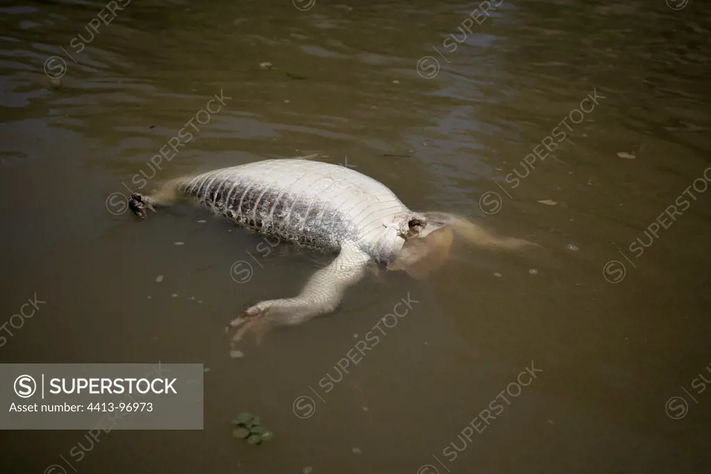 Spectacled Caiman corpse floating in water Brazil